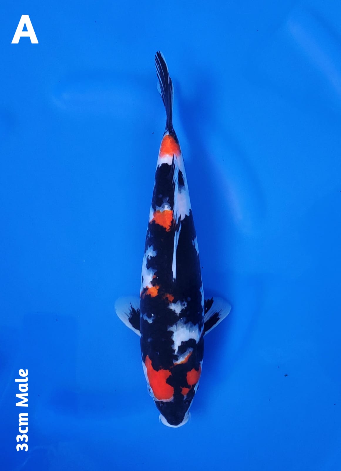 SHOWA BREED IRVAN IJI 33cm