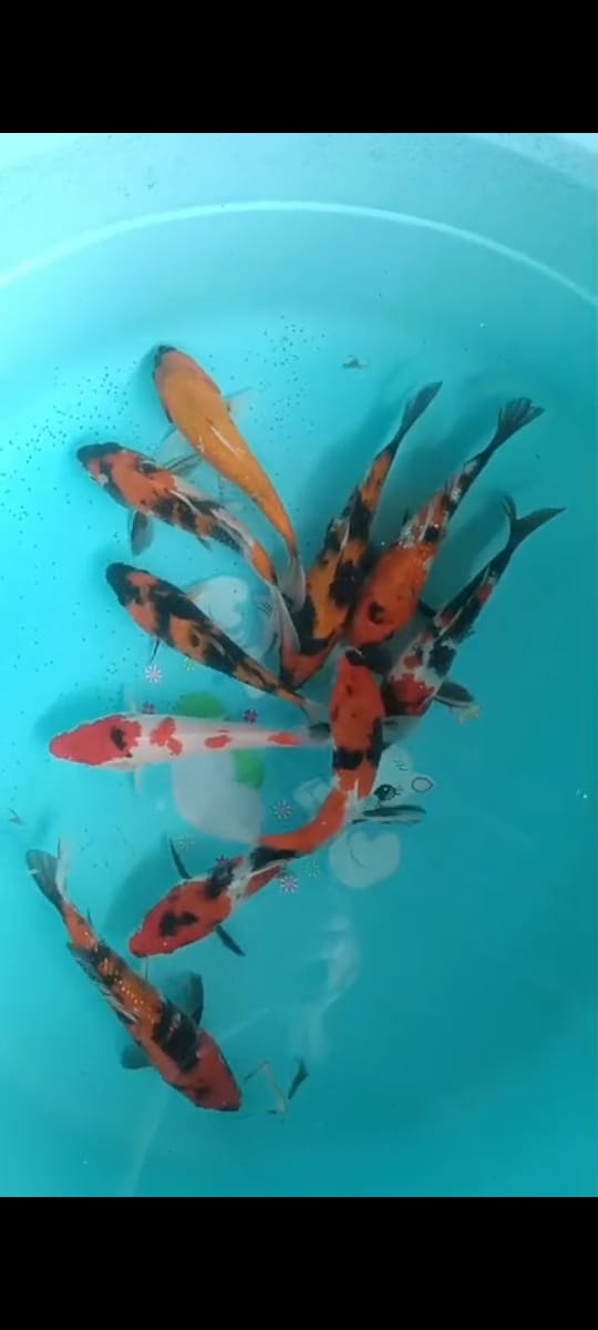 10EKR SHOWA UTSURI 1718cm