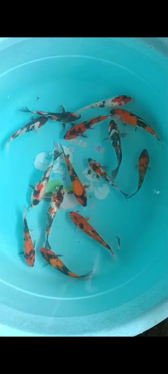 14EKR SHOWA UTSURI 1215cm