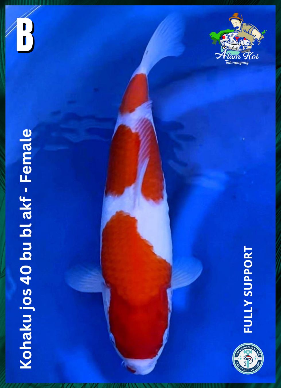 KOHAKU JOS 40BU BL AKF