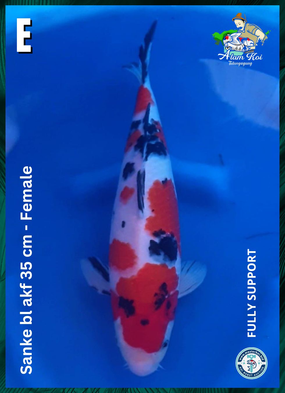 SANKE BL AKF 35cm
