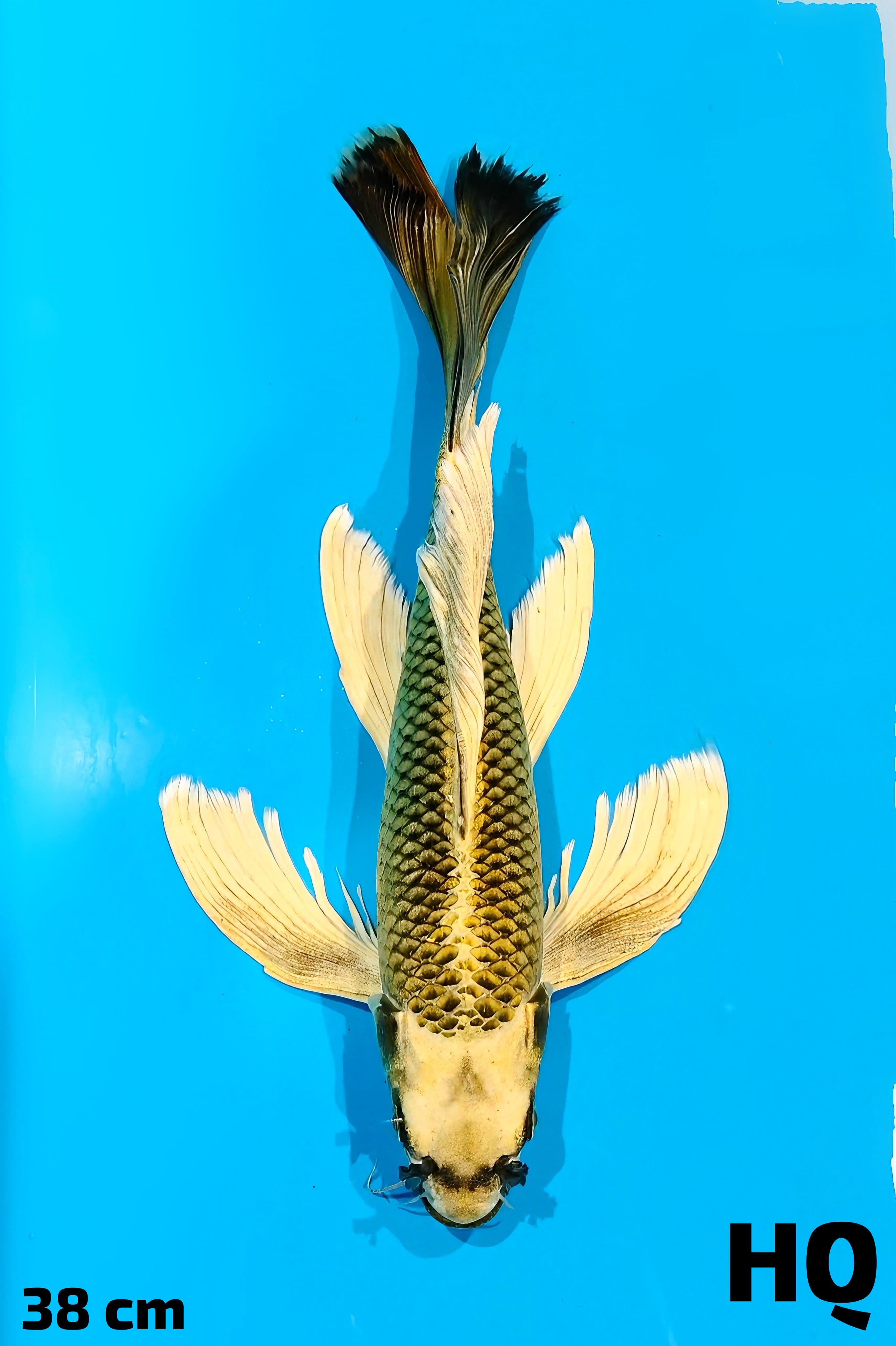 KUMPAY MUKASI GOLD GONDRONG HQ 38cm