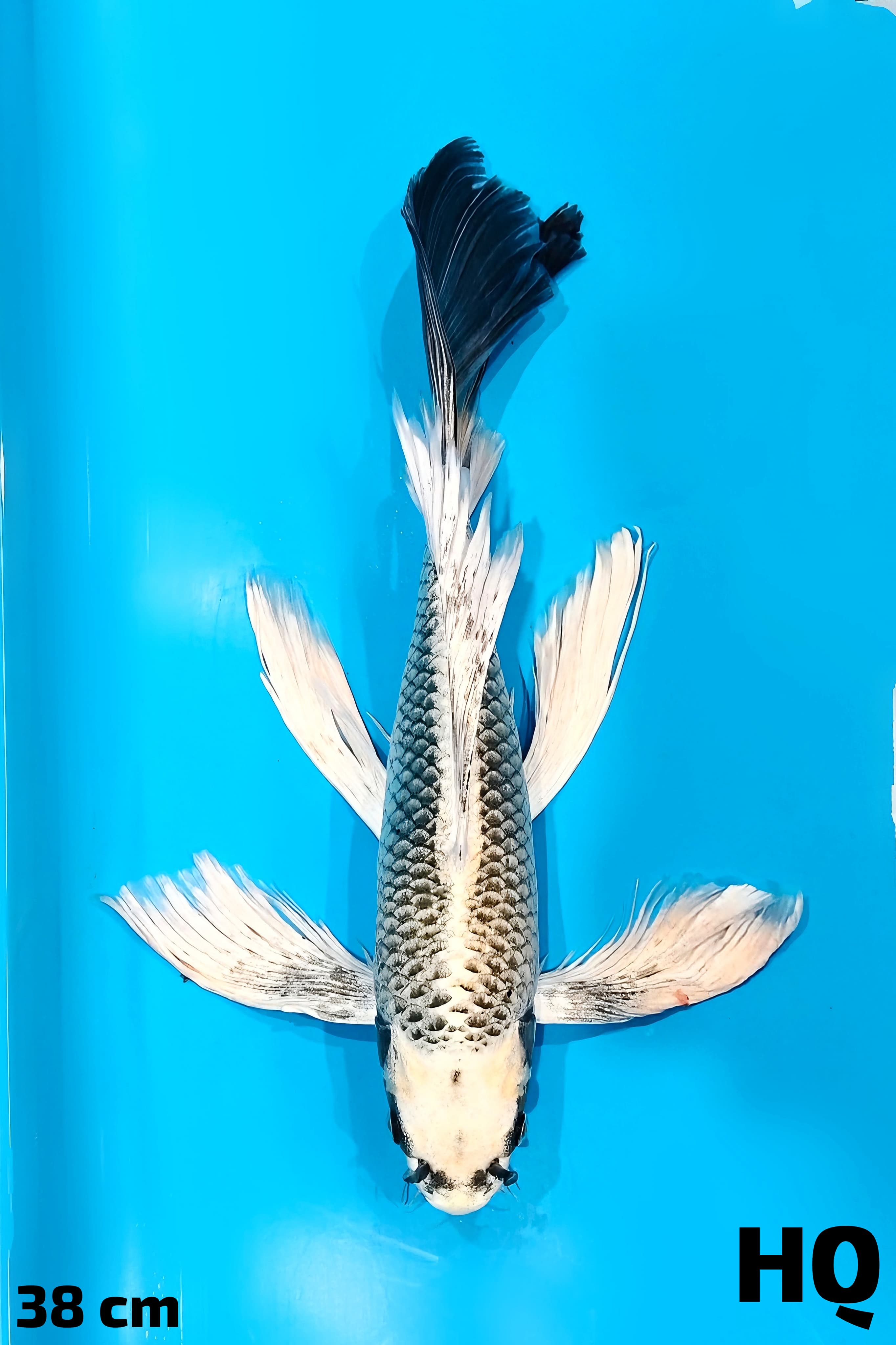 KUMPAY MUKASI GONDRONG HQ 38cm