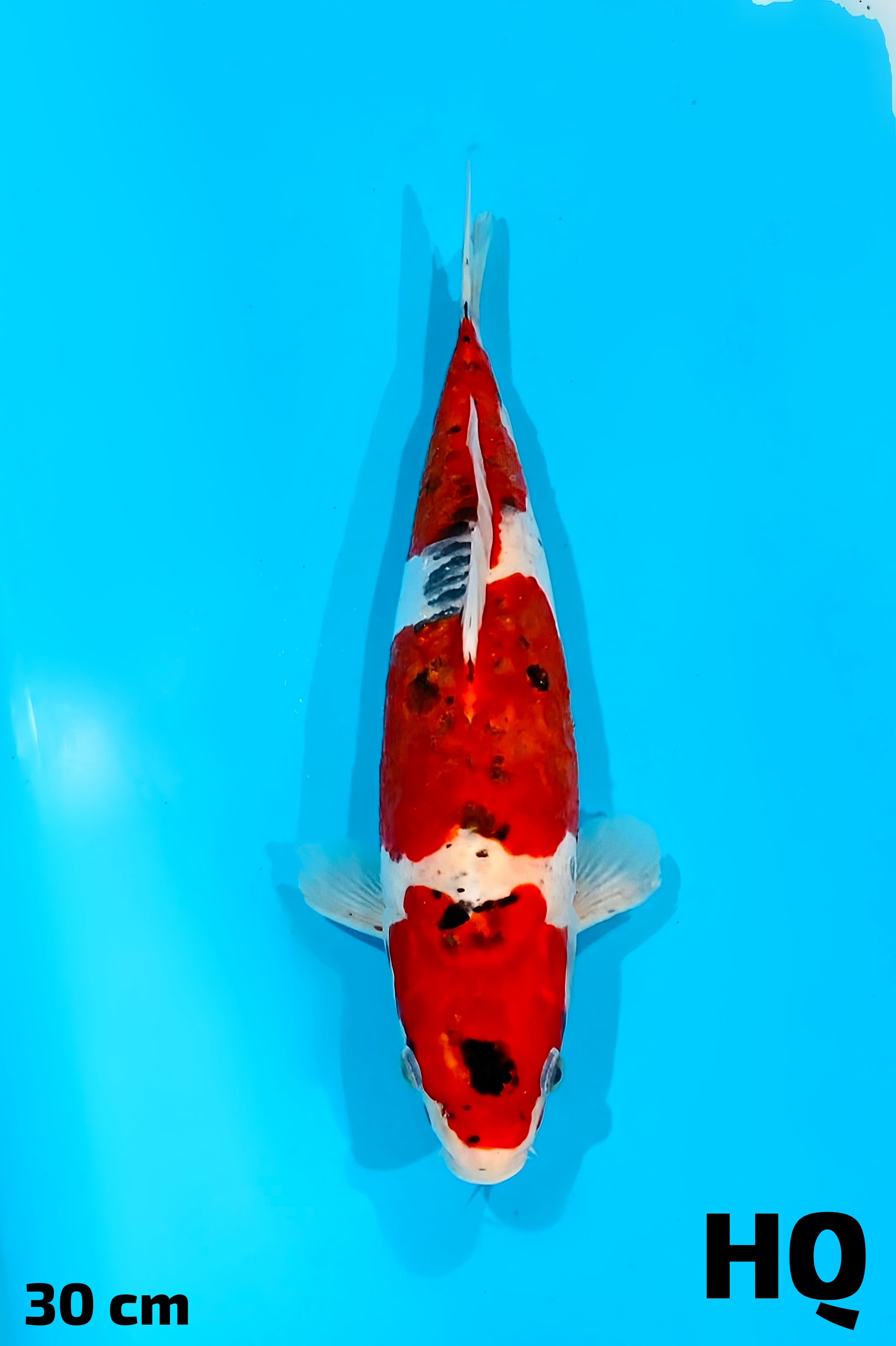 KIKO HQ 30cm