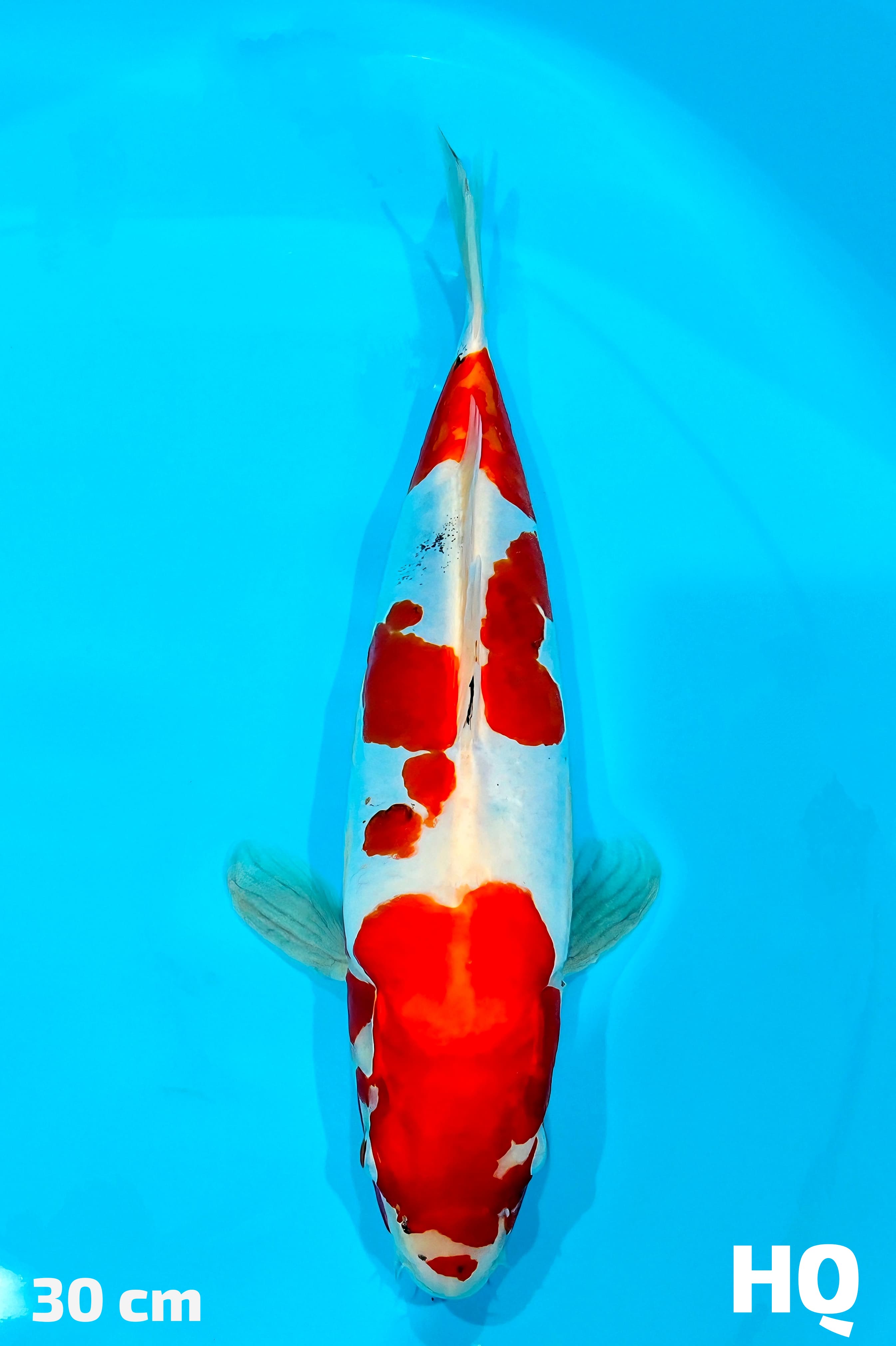 KIKO HQ 30cm