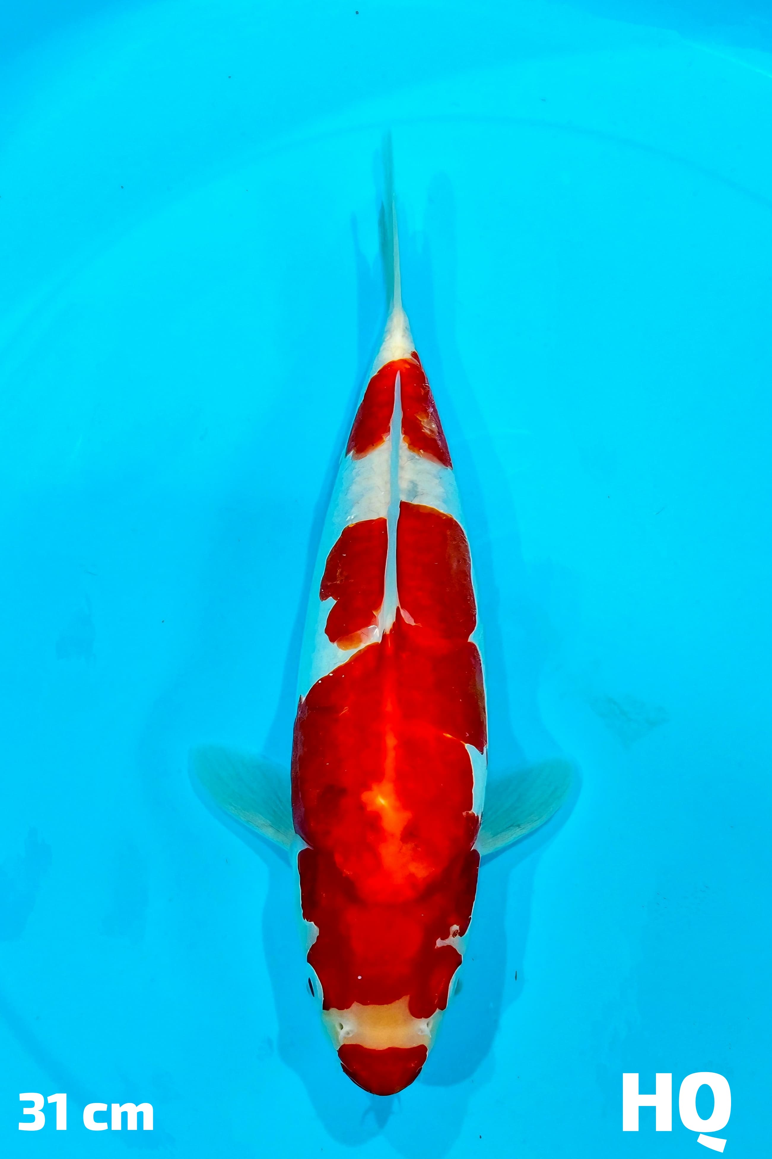 KOHAKU DOITSU HQ 31cm