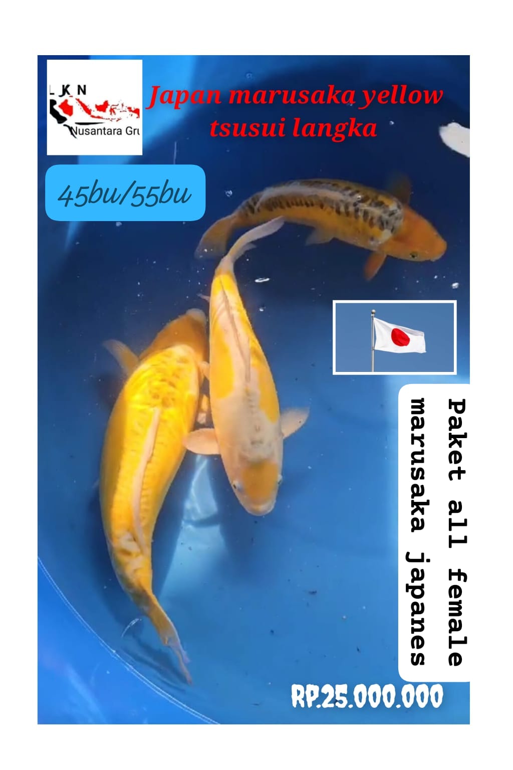 SUPER PKT 3 EKOR YELLOW TSUSUI LANGKA BY JAPAN MARUSAKA INCLUDE CERTY MADE IN JAPAN LOKASI MADIUN 45BU 55cm