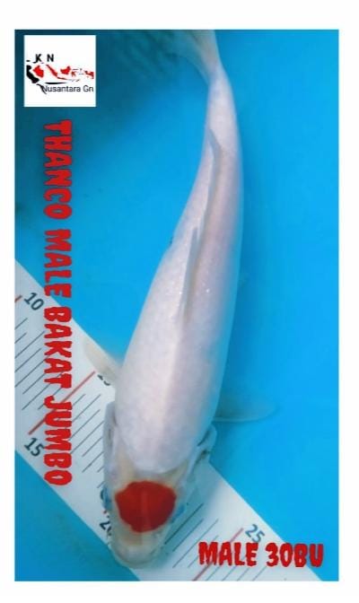 THANCO MALE BODY PUNUK BAKAT JUMBO ISTIMEWA LOKASI BKC 28cm