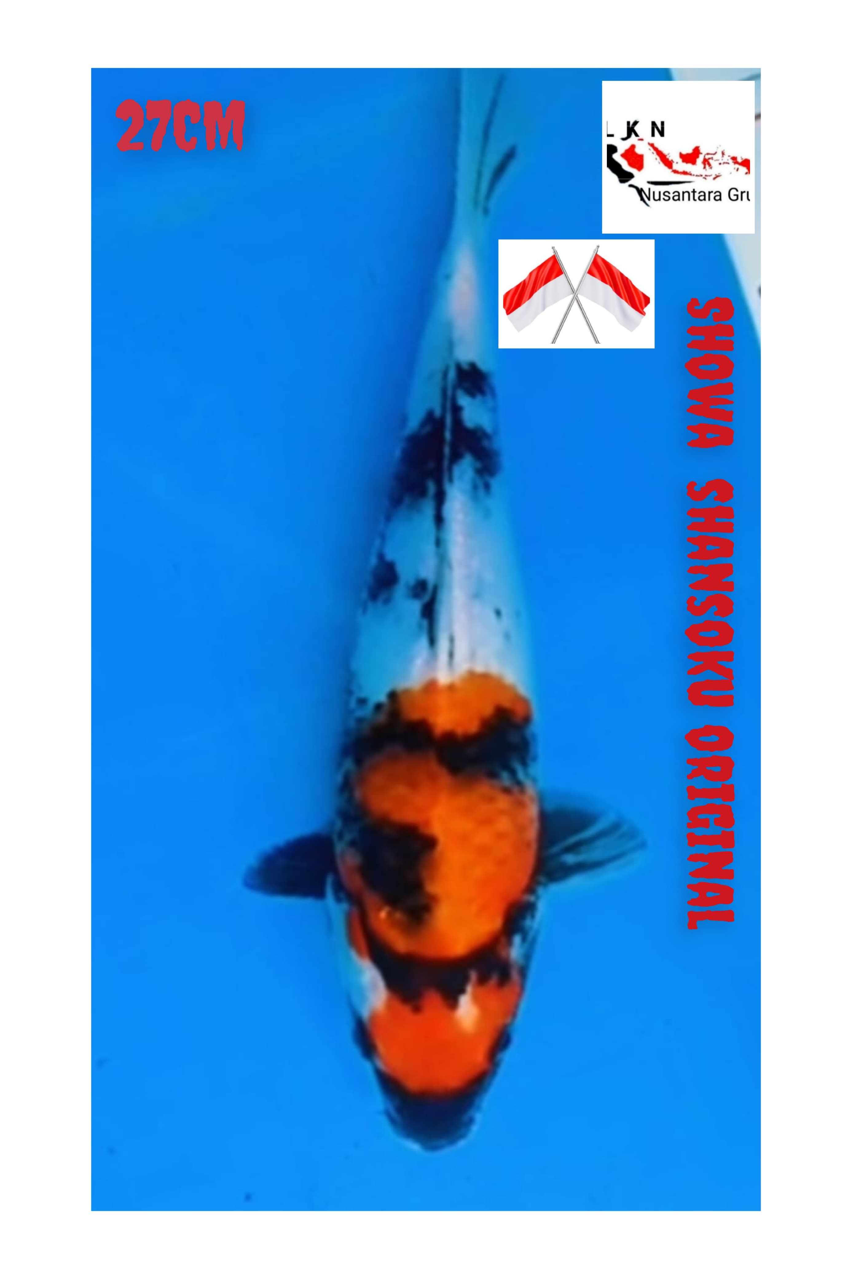 SHOWA SHANSOKU PUNUK CALON BAKAT JUMBO LOKASI BKC 27cm