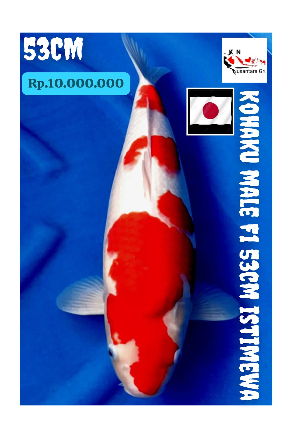 KOHAKU F1 BODY TORPEDO JUMBO IKAN KELAS SULTAN ISTIMEWA LOKASI CIKARANG 53cm
