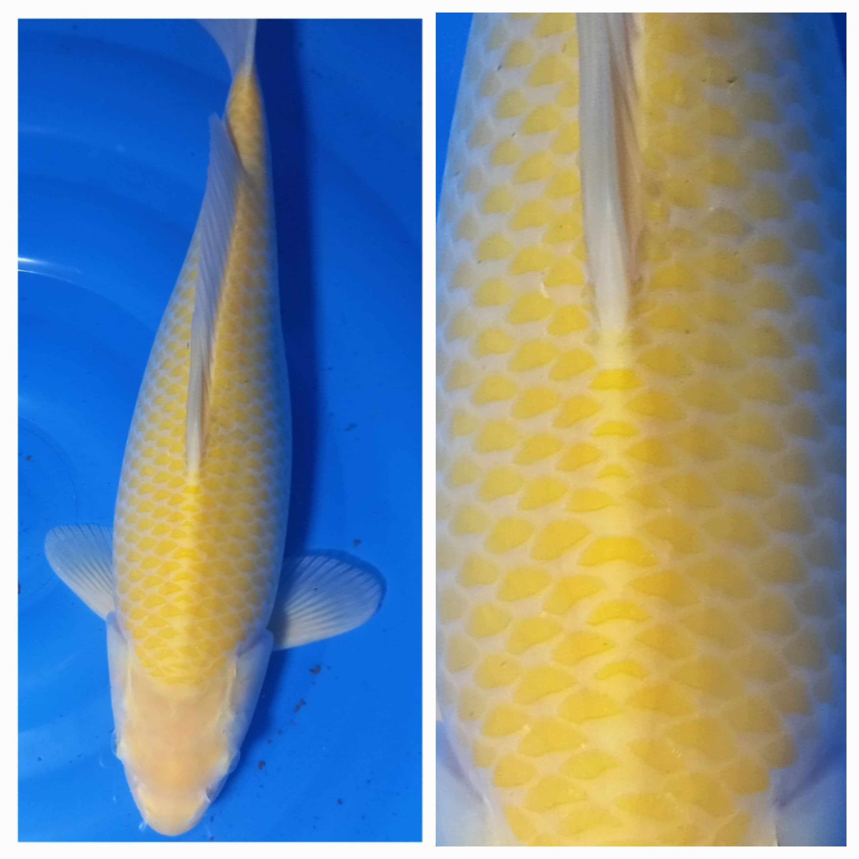KARASI 46cm