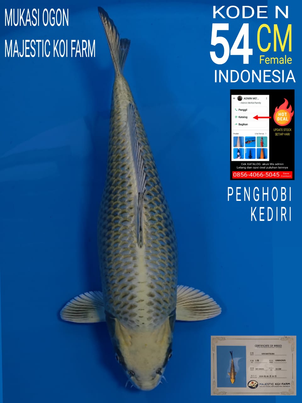 MUKASI OGON MAJESTIC 54cm