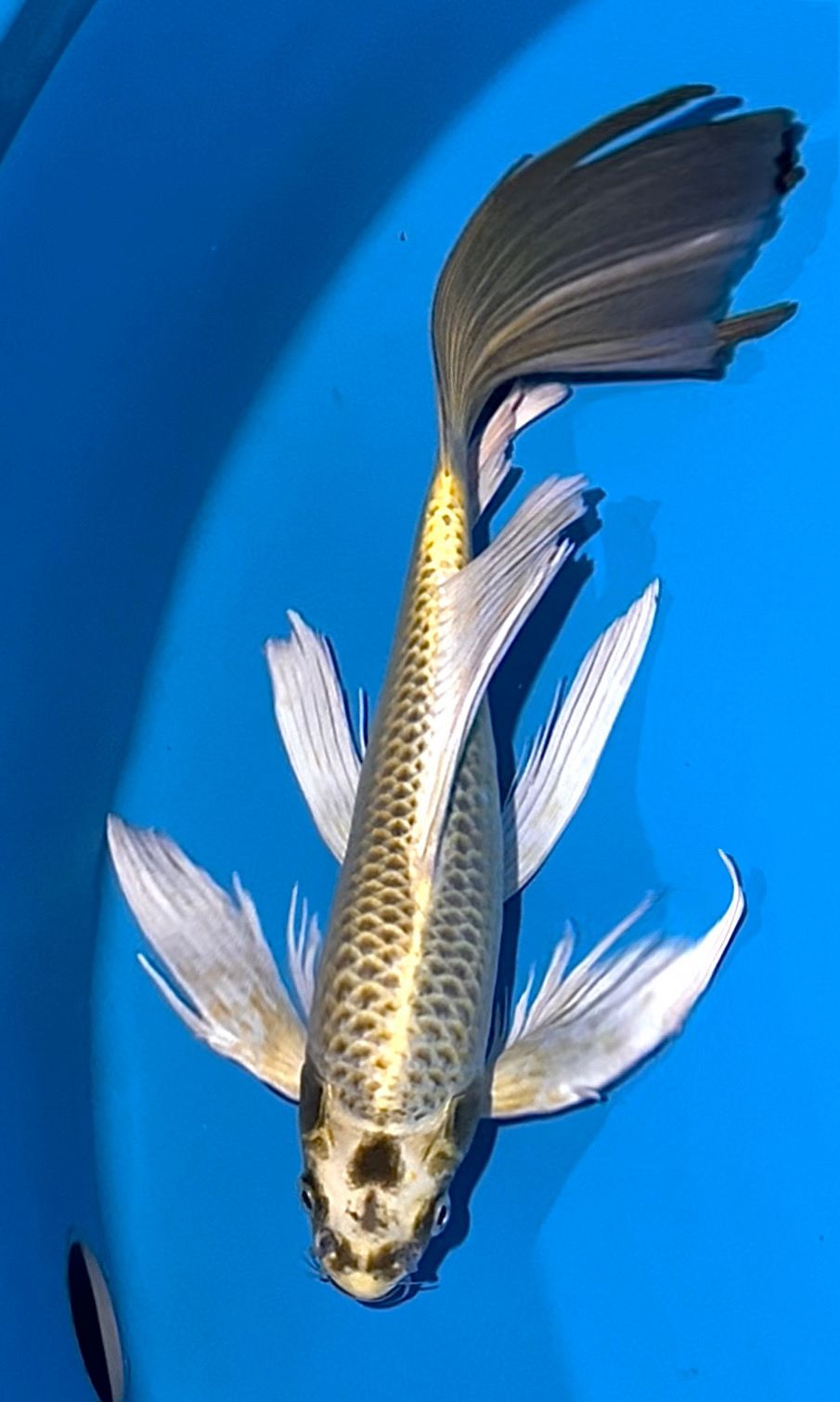 KUMPAY MUKASI 43cm