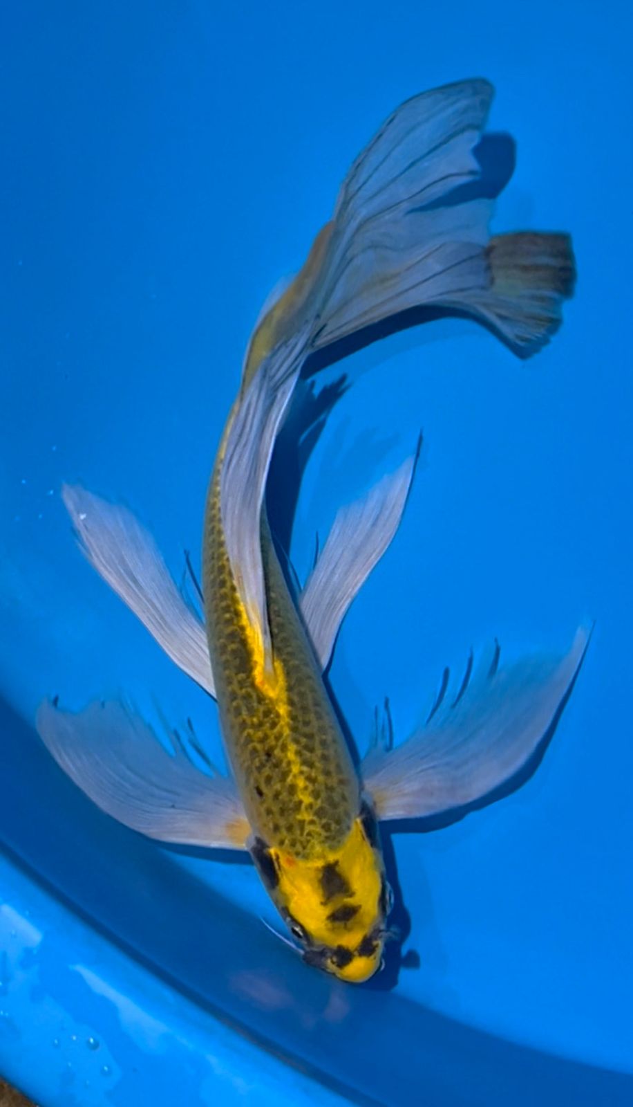 KUMPAY MUKASI 40cm