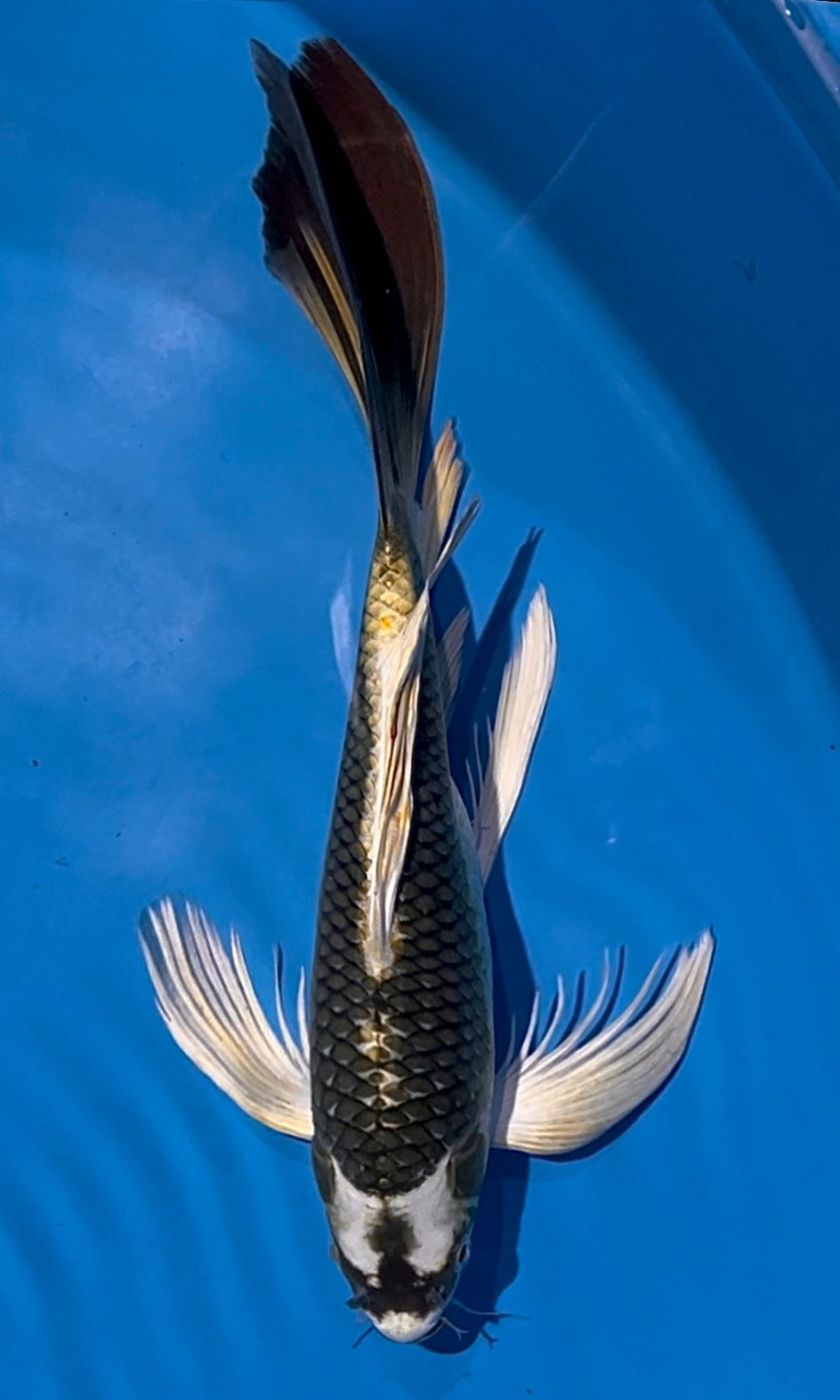 KUMPAY KABUTO 41cm