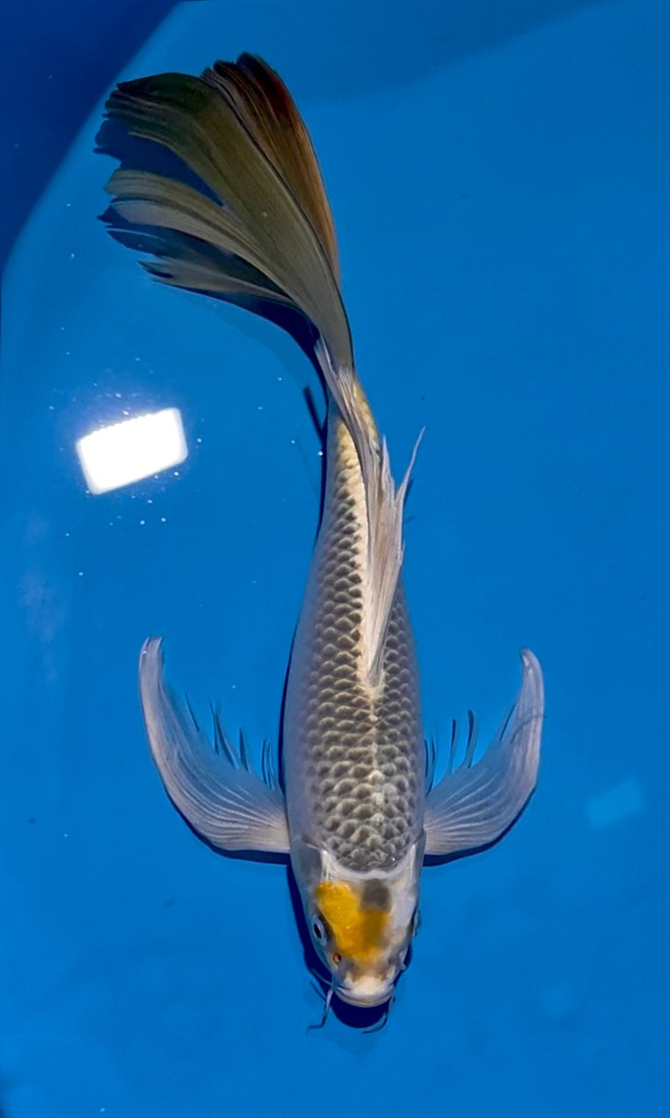 MARUTEN KUMPAY 43cm