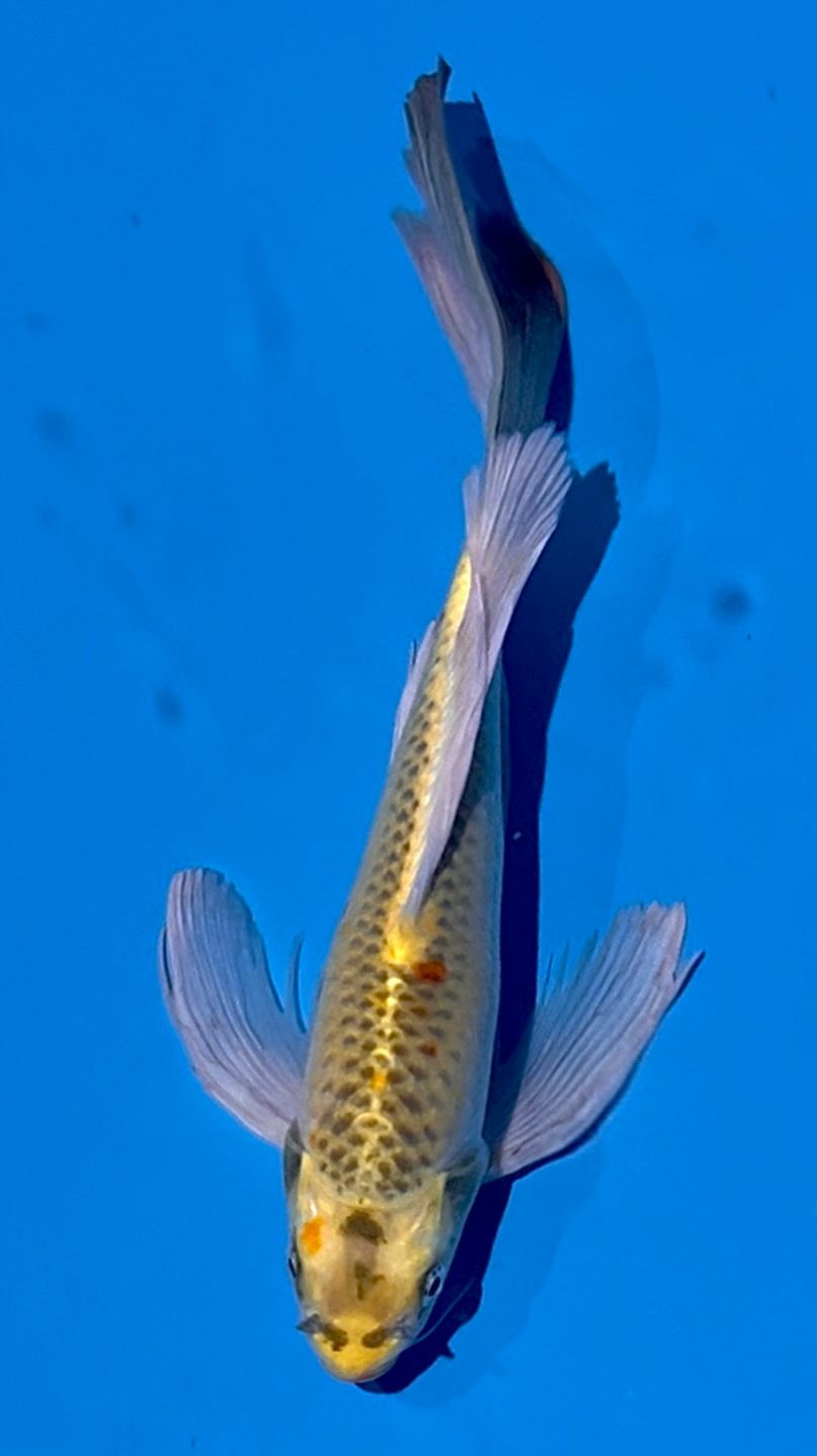 KUMPAY 41cm