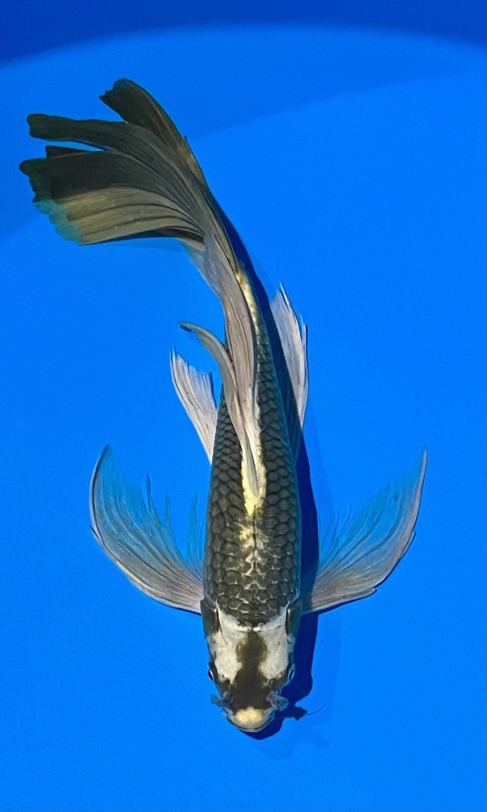 KUMPAY KABUTO 44cm