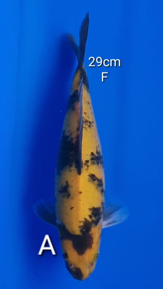 KI UTSURI 29cm