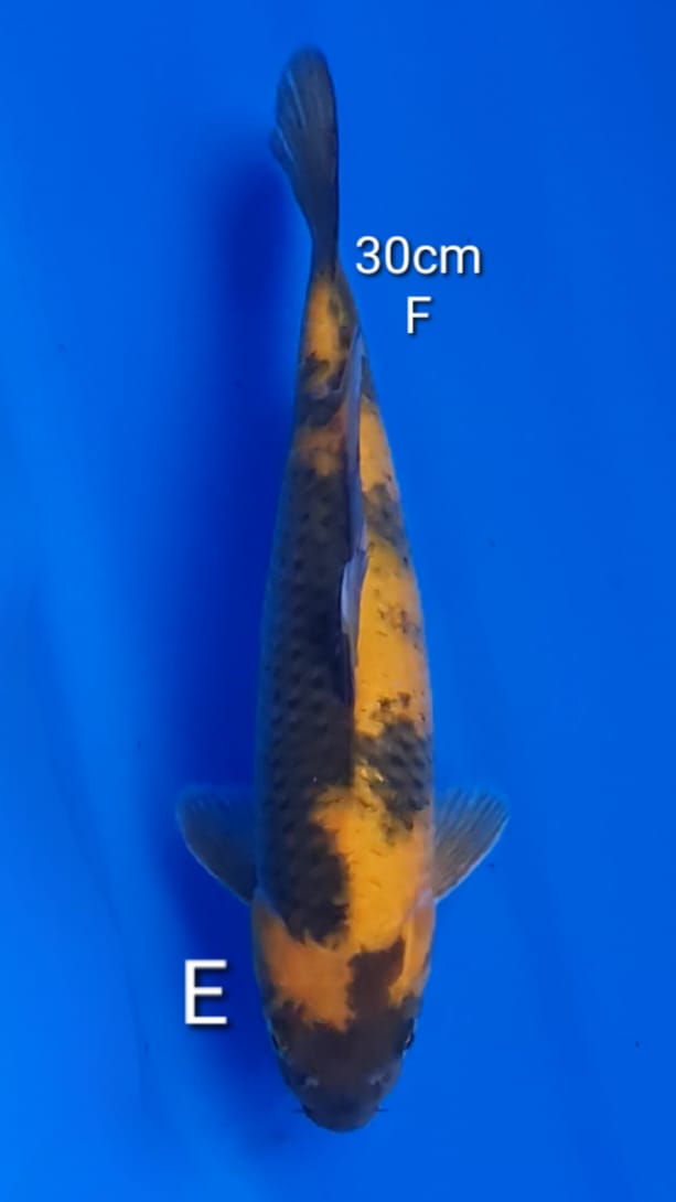 KI UTSURI 31cm