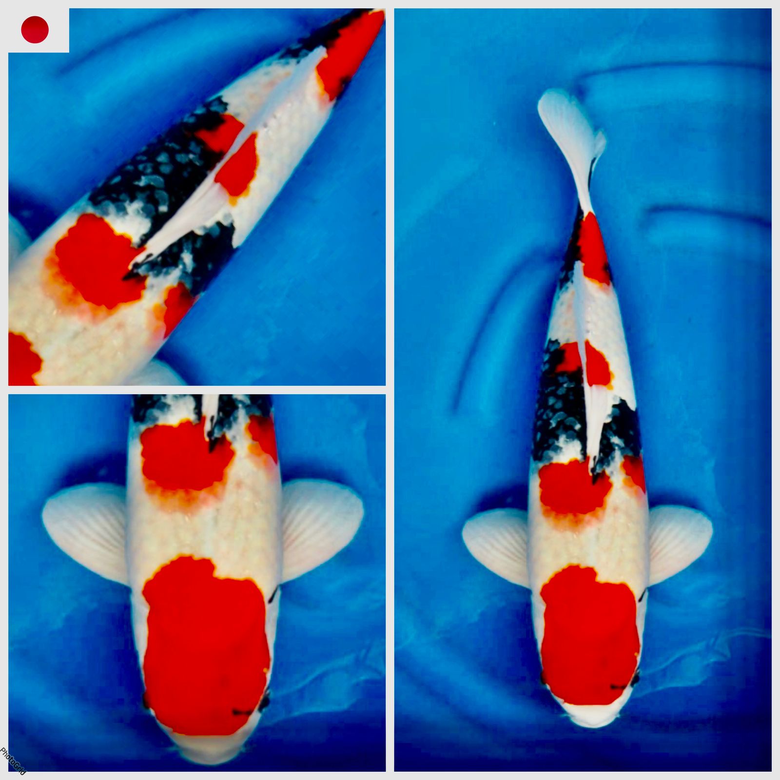 SHOWA JUMBO F1 SAKAI POLA ORIGINAL MALE 50cm
