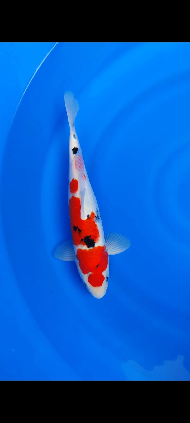 MARUTEN SANKE SISIK POLA LENGKAP 35cm