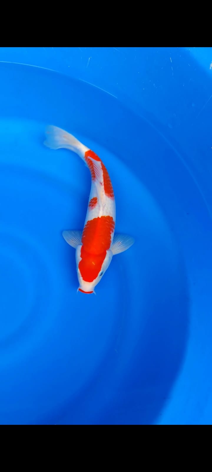 KOHAKU SISIK KUCIBENI 31cm