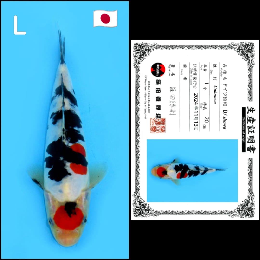 DOITSU SHOWA SHINODA 20cm