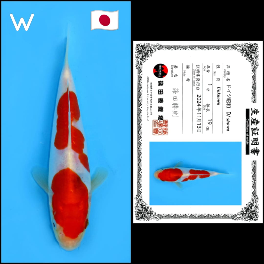 DOITSU SHOWA SHINODA 19cm
