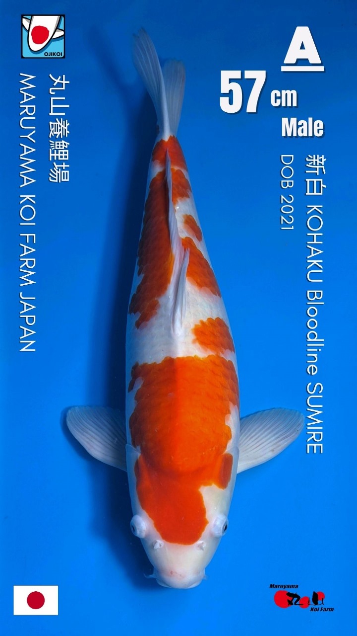 KOHAKU BLOODLINE SUMIRE MARUYAMA KOI FARM IMPORT JAPAN BERSERTIFIKAT BREEDER DOB 2021 SIZE 57cm