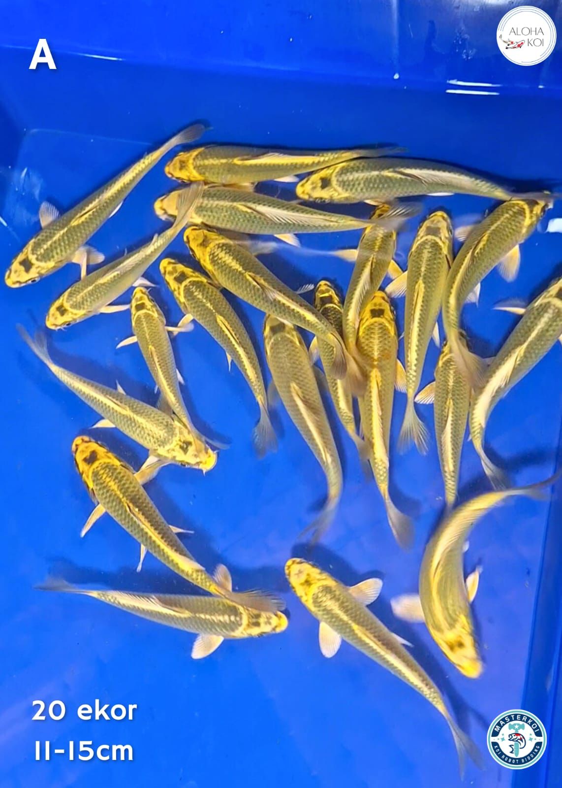 MUKASHI GOLD 20 EKOR 11-15cm
