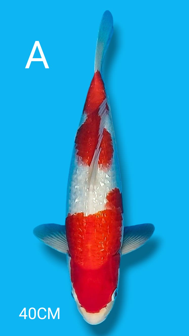 GOOD QUALITY KOHAKU GINRIN 40cm
