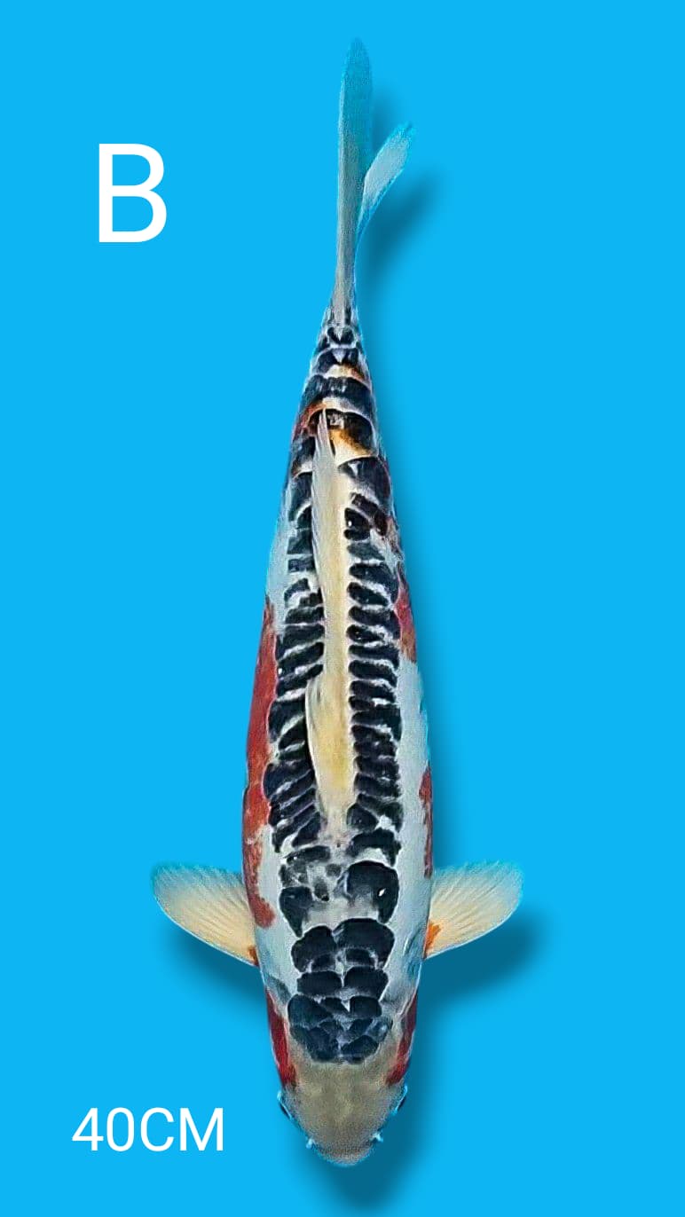 GOOD QUALITY SUSUI 40cm