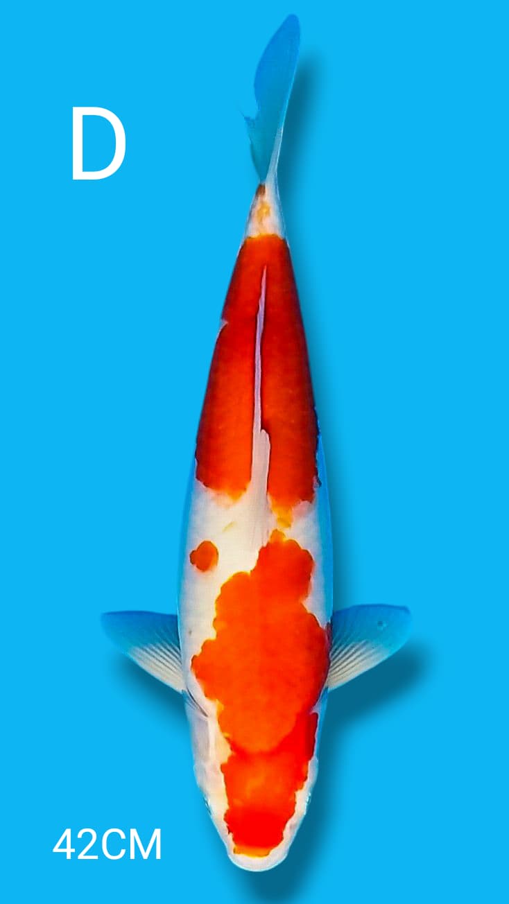 KOHAKU 42cm