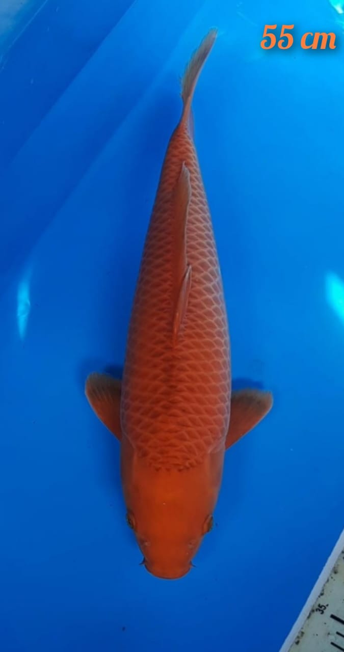 KARAMEL 55cm