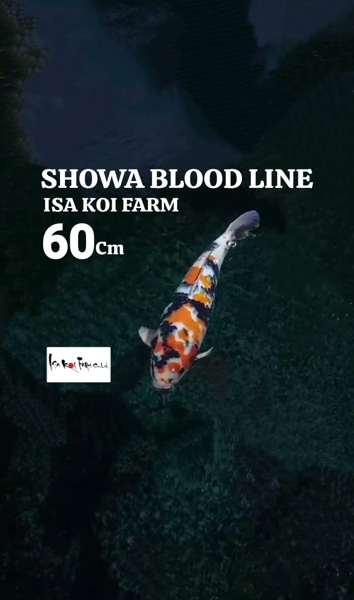 SHOWA BL ISA KF 60cm