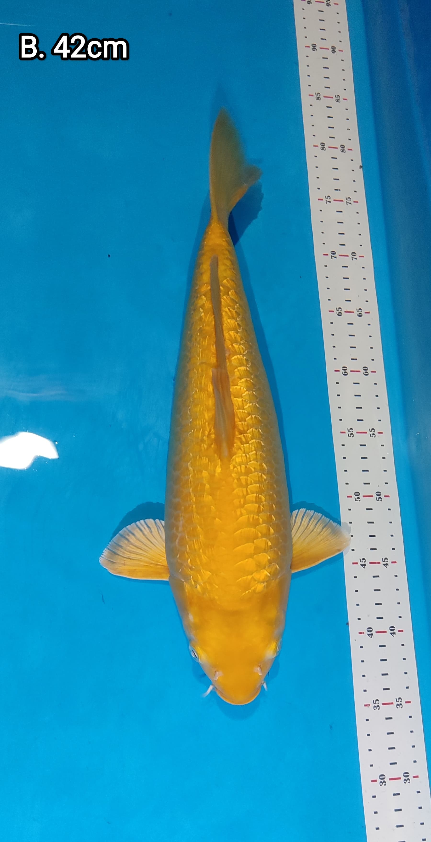 KARASI LEMON 42cm