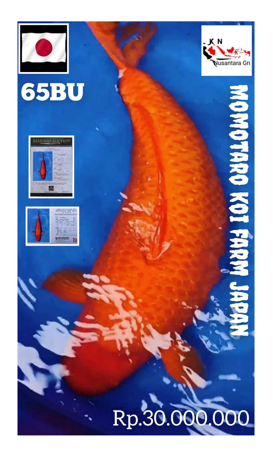 KOI JAPAN BENIGOI MOMOTARO KOI FARM INCLUDE 2 CERTY IKAN KELAS SULTAN JUMBO BODY BADAK 65BU LOKASI MADIUN 65cm