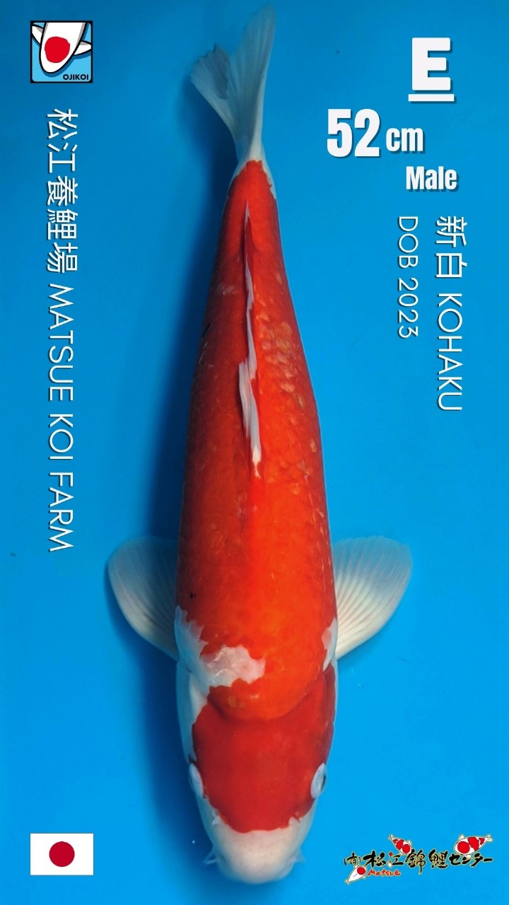 KOHAKU MATSUE KOI FARM JAPAN IMPORT BERSERTIFIKAT BREEDER DOB 2023 SIZE52cm