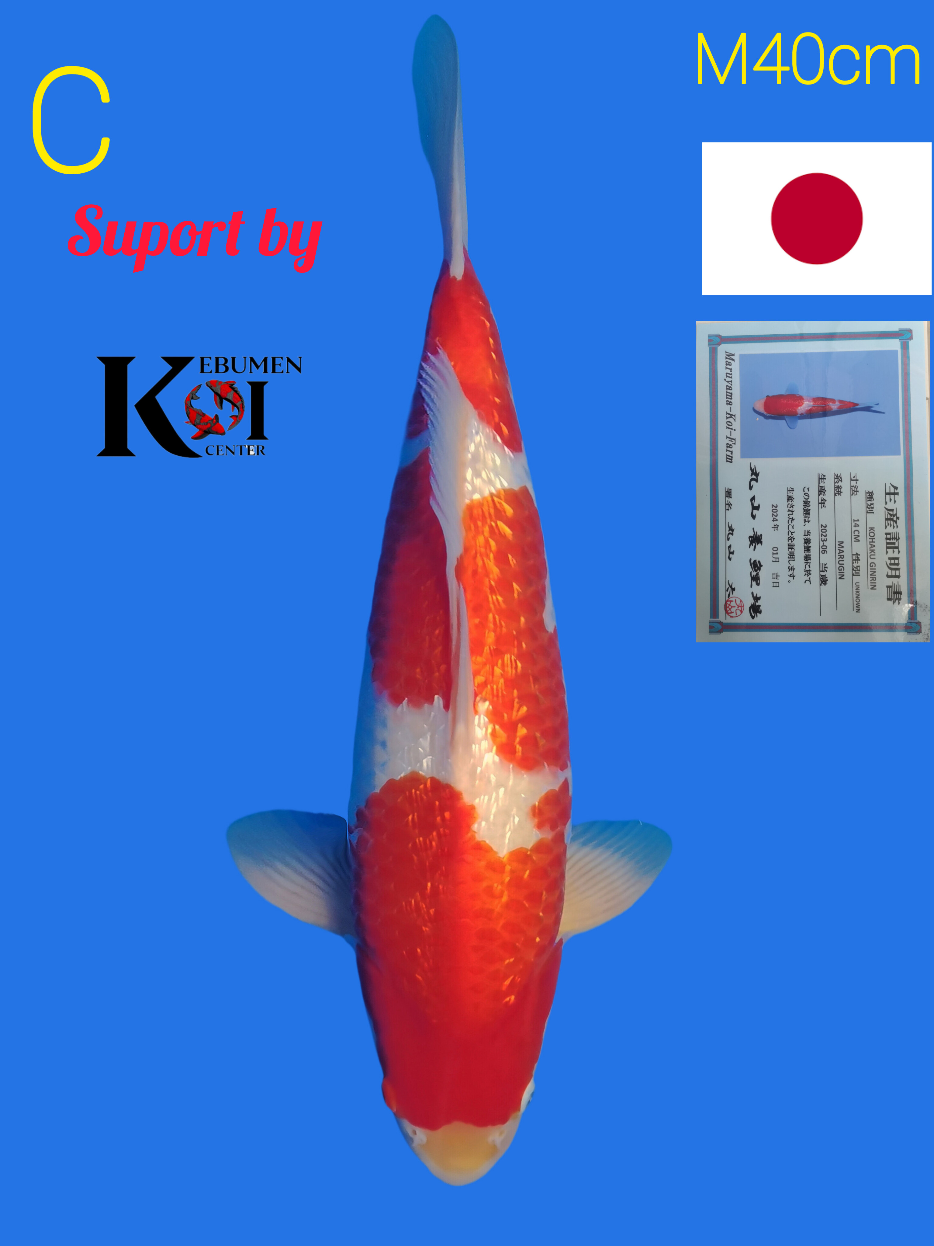 KOHAKU GINDRIN IMPORT MARUYAMA 40cm