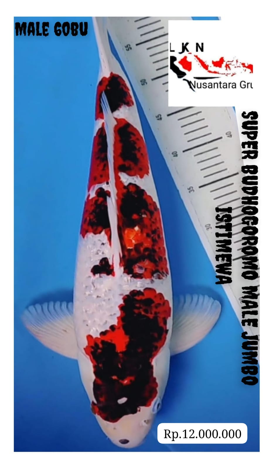 SUPER PEMANIS KOLAM SULTAN BODHOGOROMO JUMBO MALE ISTIMEWA LOKASI MADIUN 60BU 58cm
