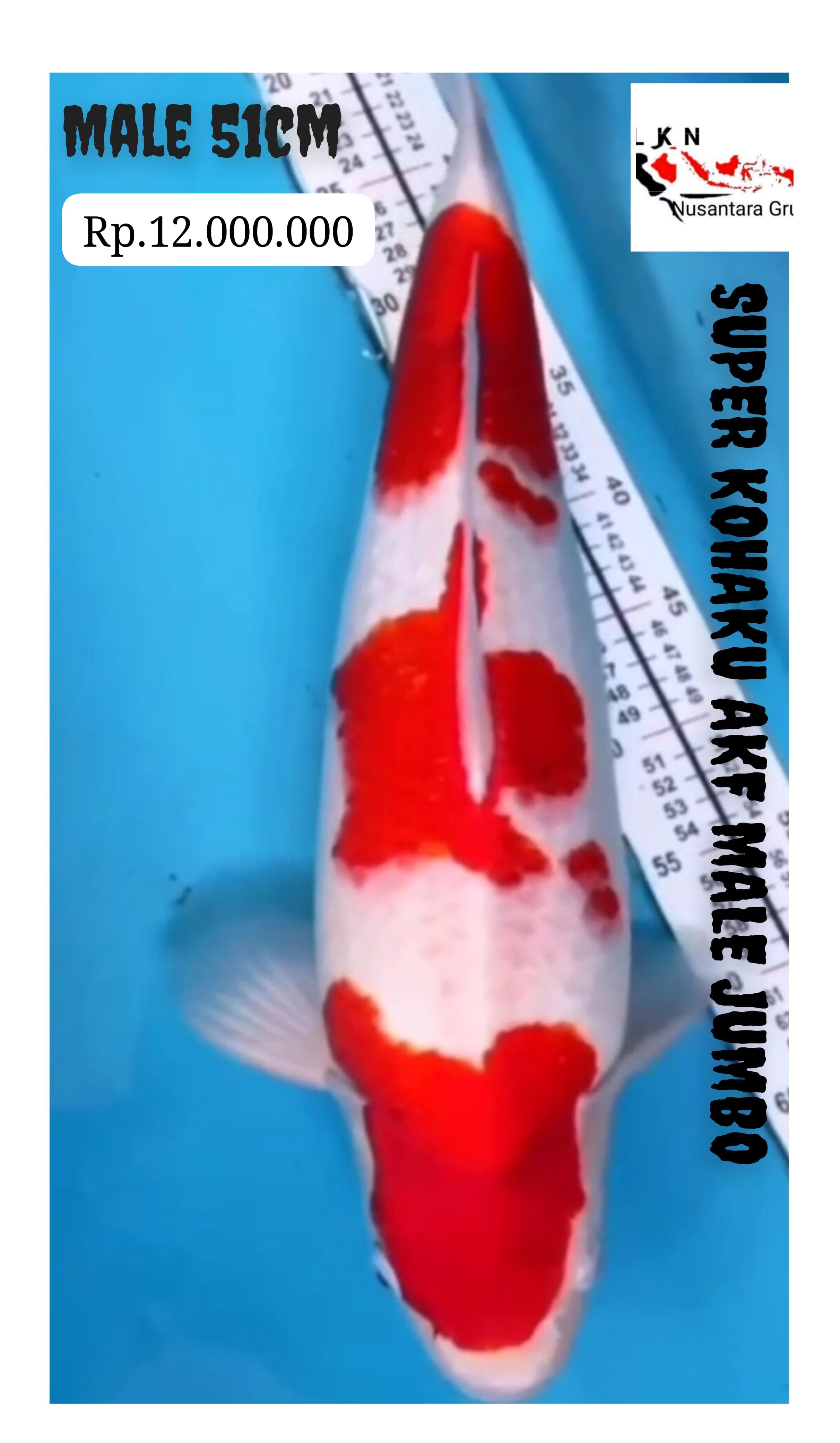 KOHAKU AKF MALE JUMBO ISTIMEWA IKAN KELAS SULTAN LOKASI MADIUN 51cm