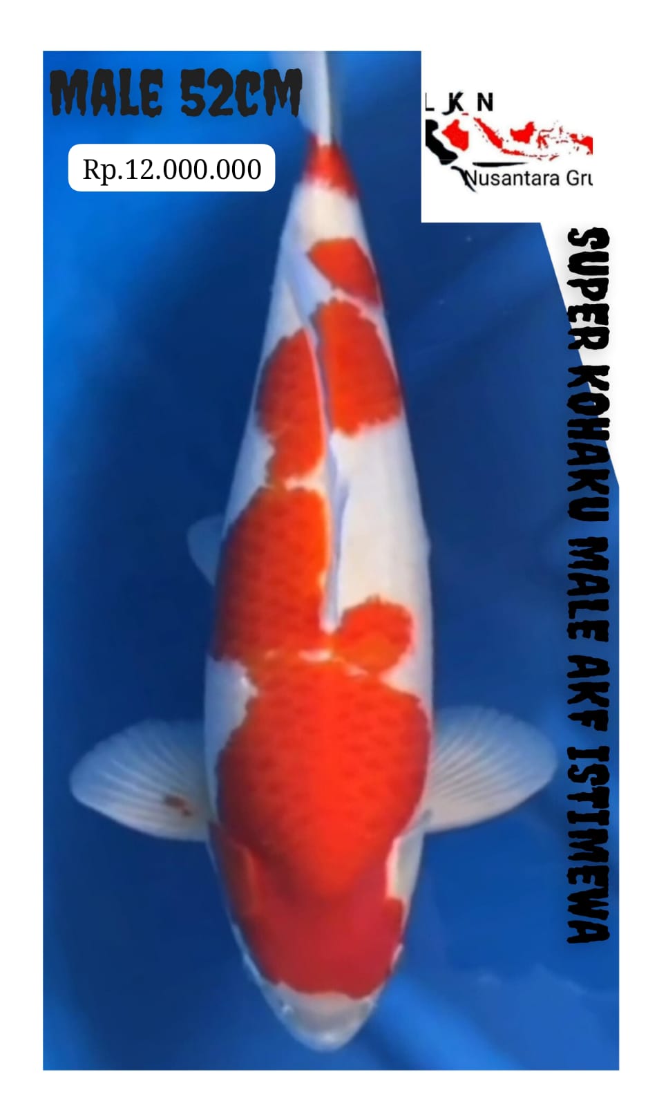 KOHAKU AKF MALE JUMBO ISTIMEWA IKAN KELAS SULTAN LOKASI MADIUN 52cm