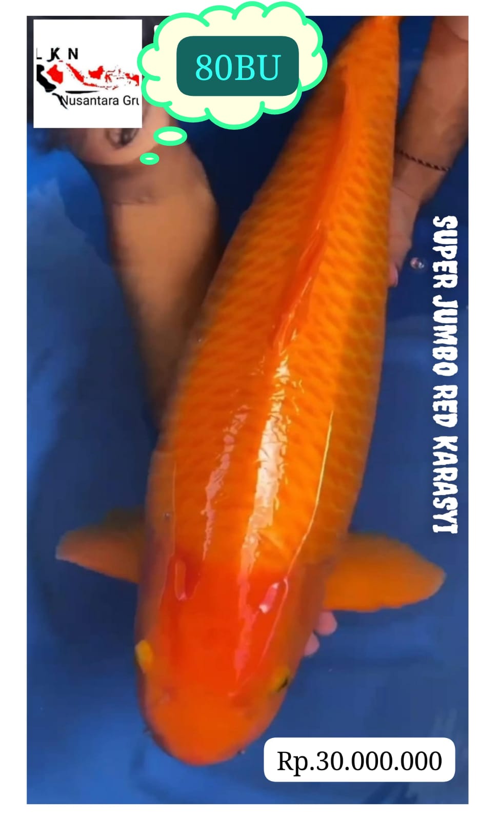 SUPER JUMBO RED KARASYI UNCHEK BODYBULDOZER IKAN KELAS SULTAN LOKASI MADIUN 80BU 78cm