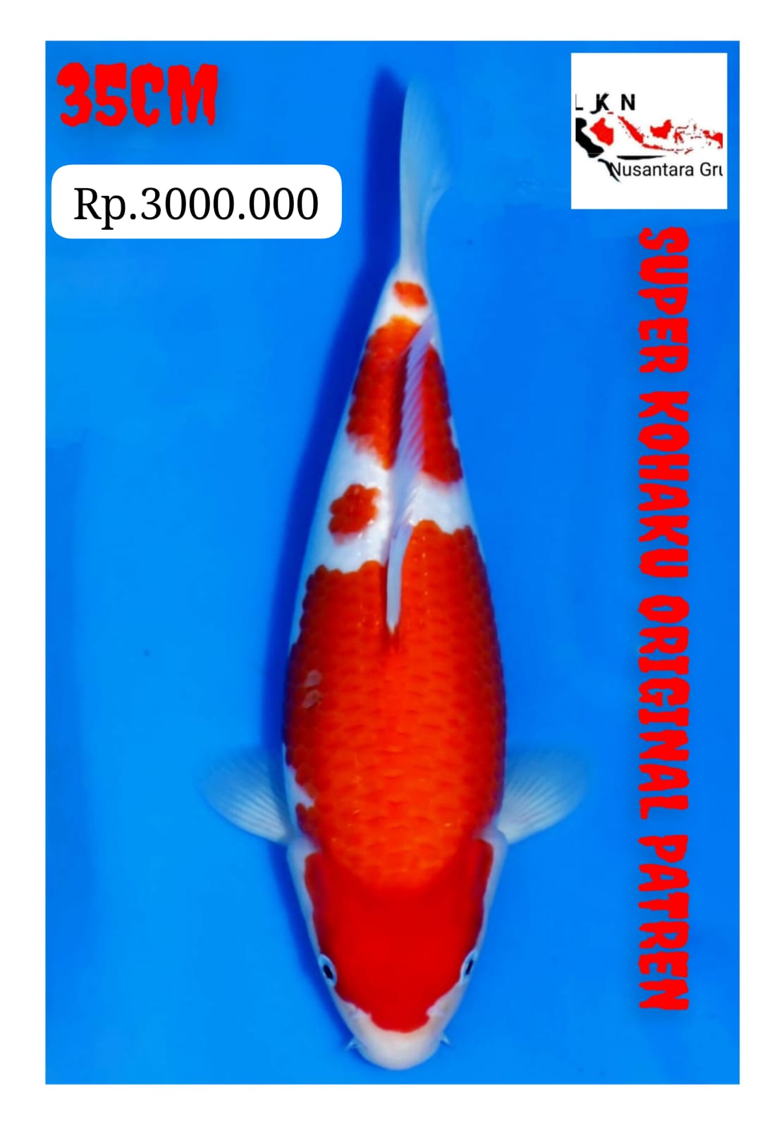 SUPER KOHAKU GOOD PATREN ORIGINAL BODY ISTIMEWA LOKASI BEKASI 35cm