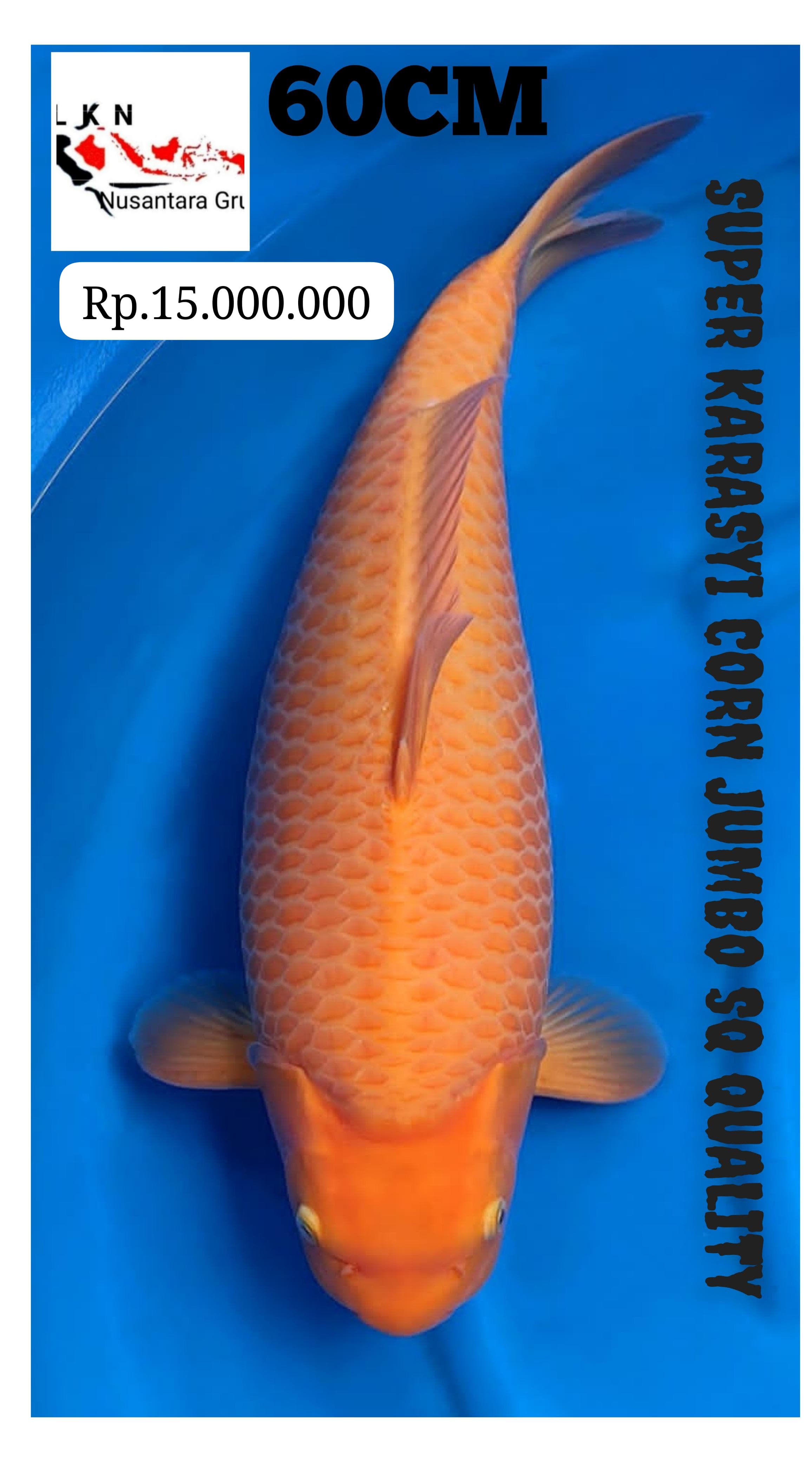 SUPER RED KARASYI UNCHEK CORN SUPER JUMBO SQ QUALITY ISTIMEWA LOKASI BEKASI 60cm