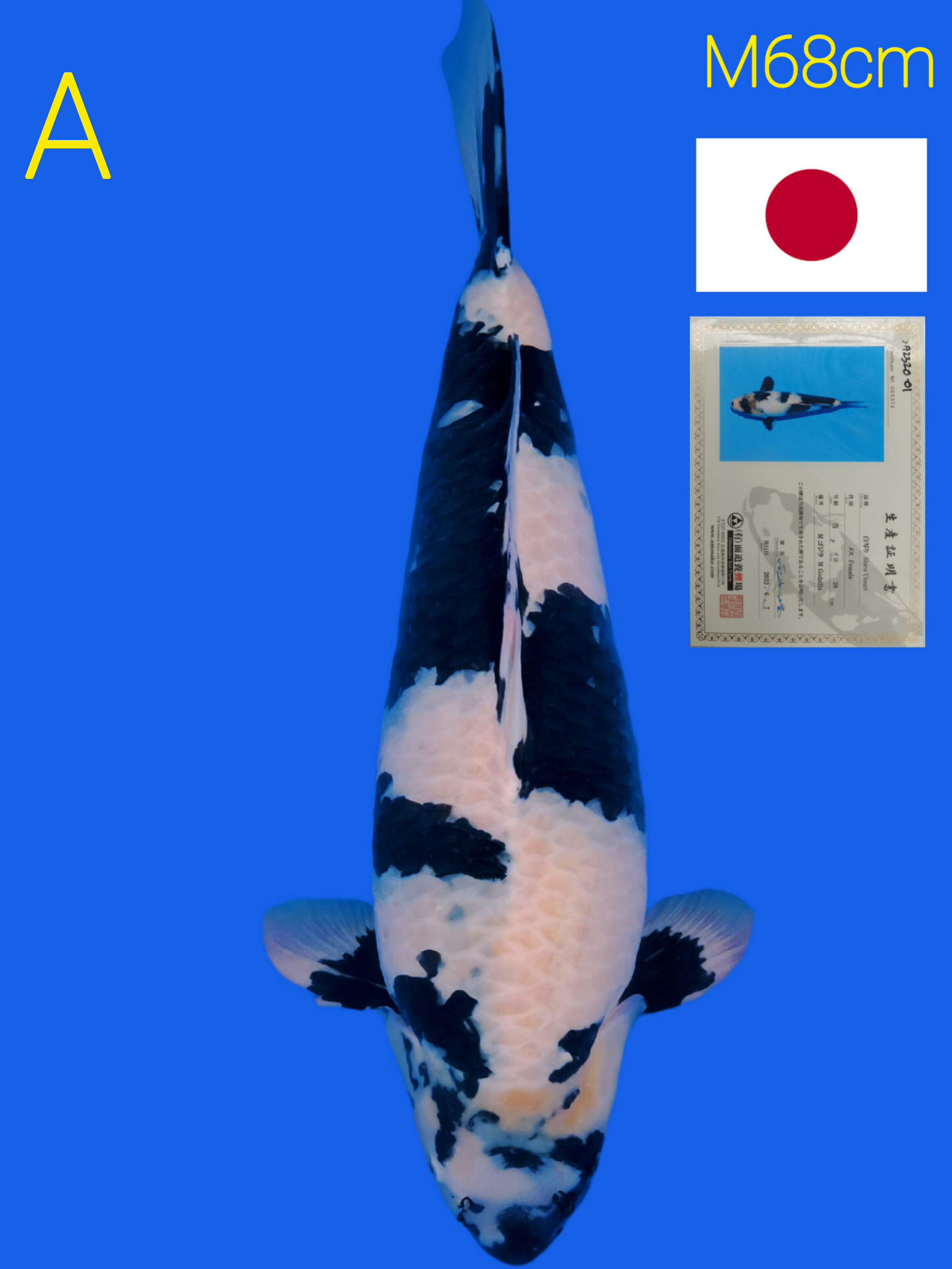 SHIRO UTSURI OMOSAKO KORBAN BNR 68cm