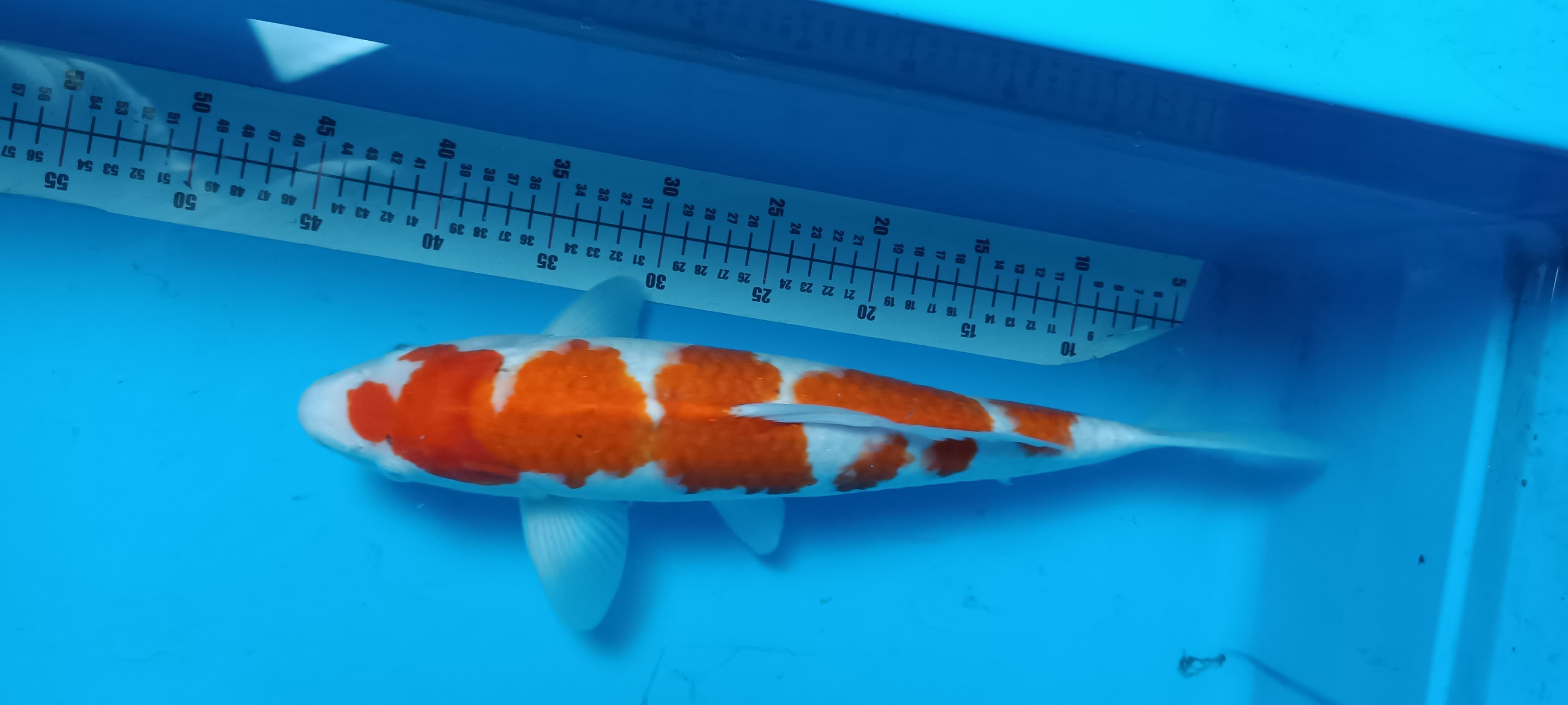 KOHAKU 42cm
