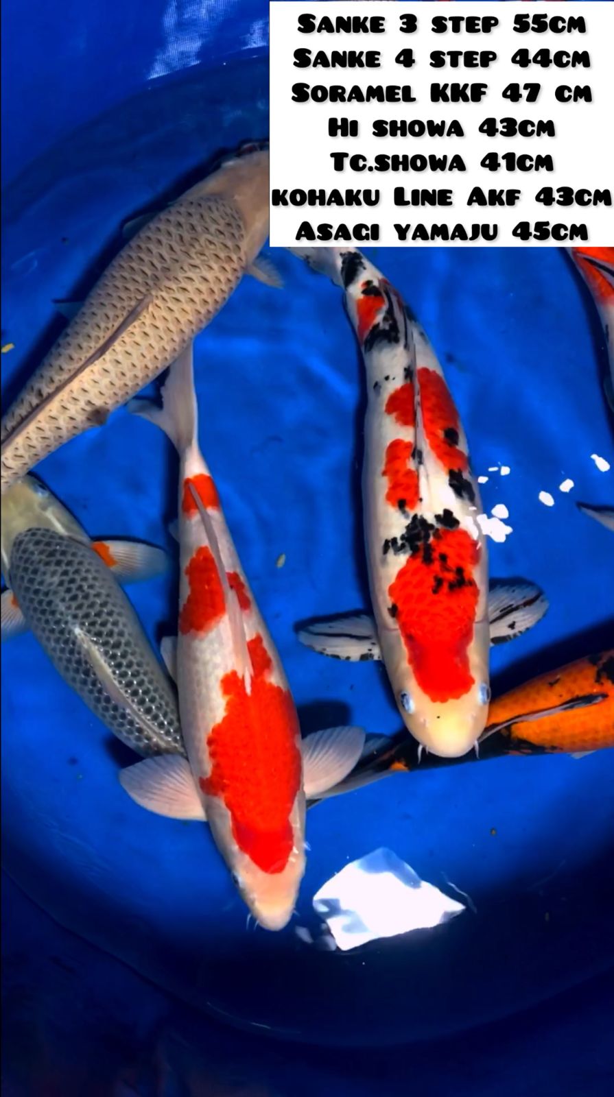 BORONGAN KOLAM FILTER 7 EKOR ALL MALE 4155cm