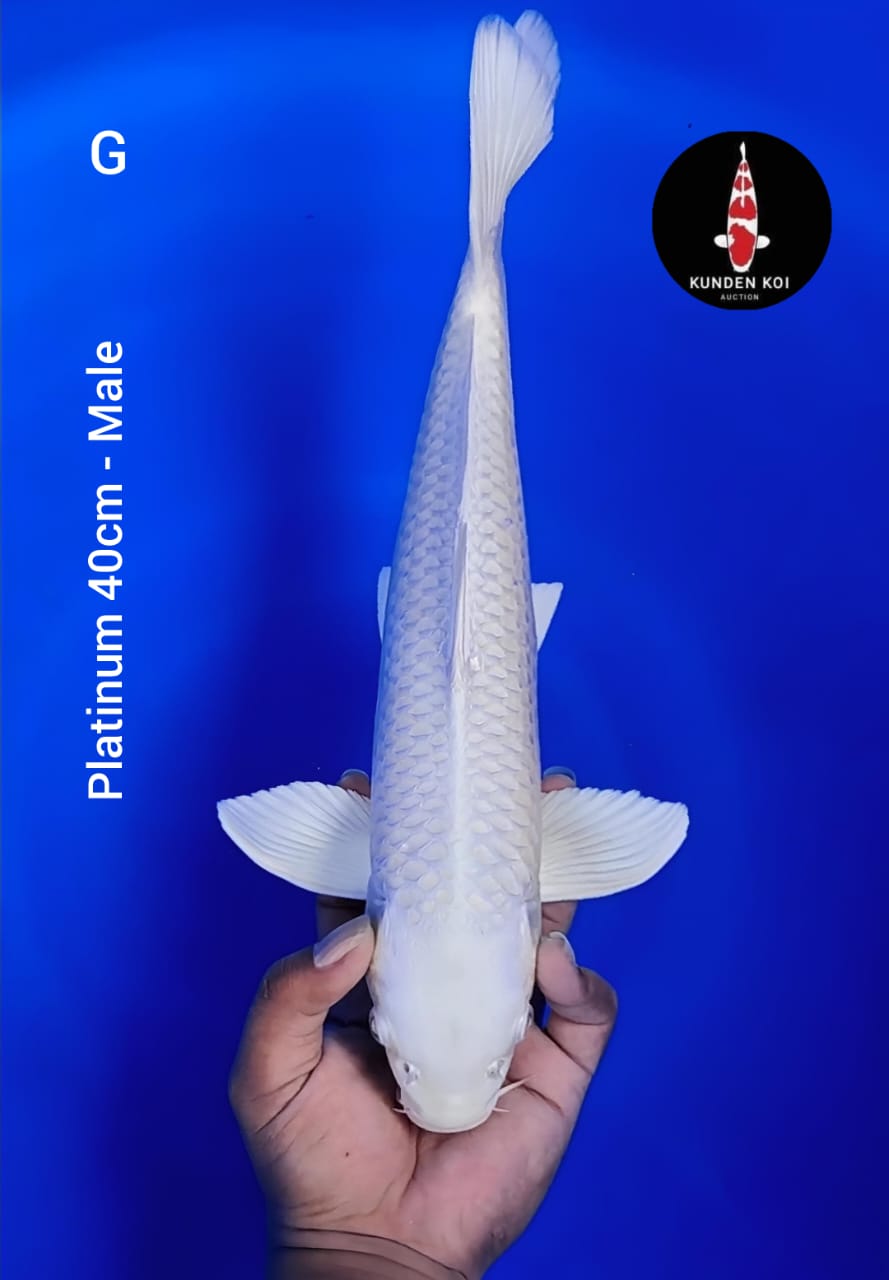 PLATINUM 40cm